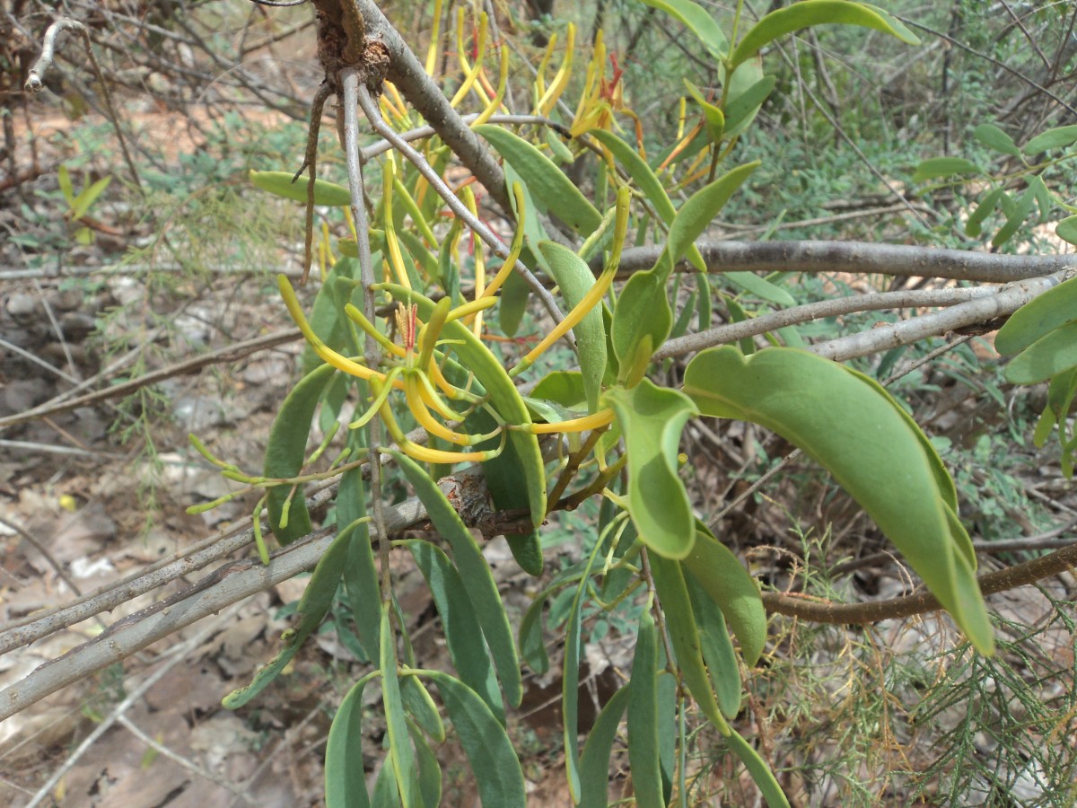 Dendrophthoe ligulatus (Thwaites) Tiegh.